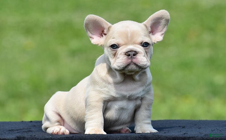 French Bulldog dogs for sale - Ad 3