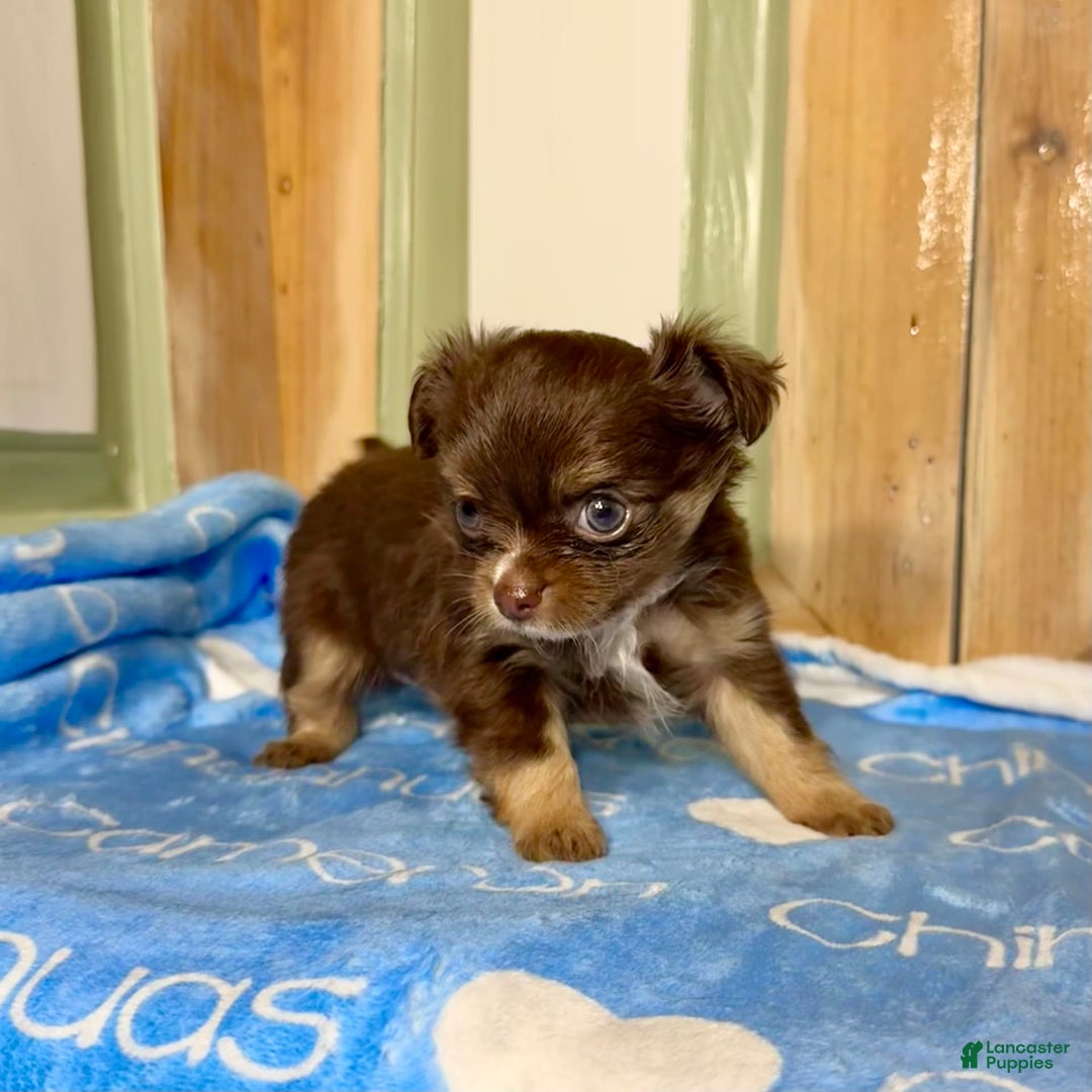 Chihuahua dogs for sale: Theodore Chocolate Lc - Image 34