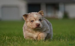 Gerberian Shepsky dogs for sale: Max - Image 5