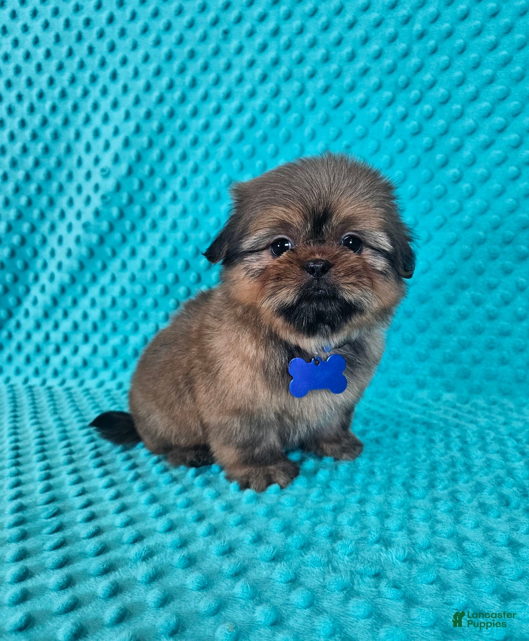 Shih Tzu dogs for sale: Cooper - Image 9