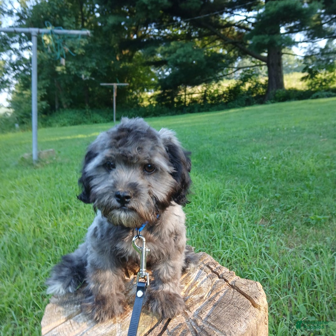 Shihpoo dogs for sale: Chucky - Image 6