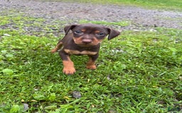 Miniature Pinscher dogs for sale: Rufus - Image 8