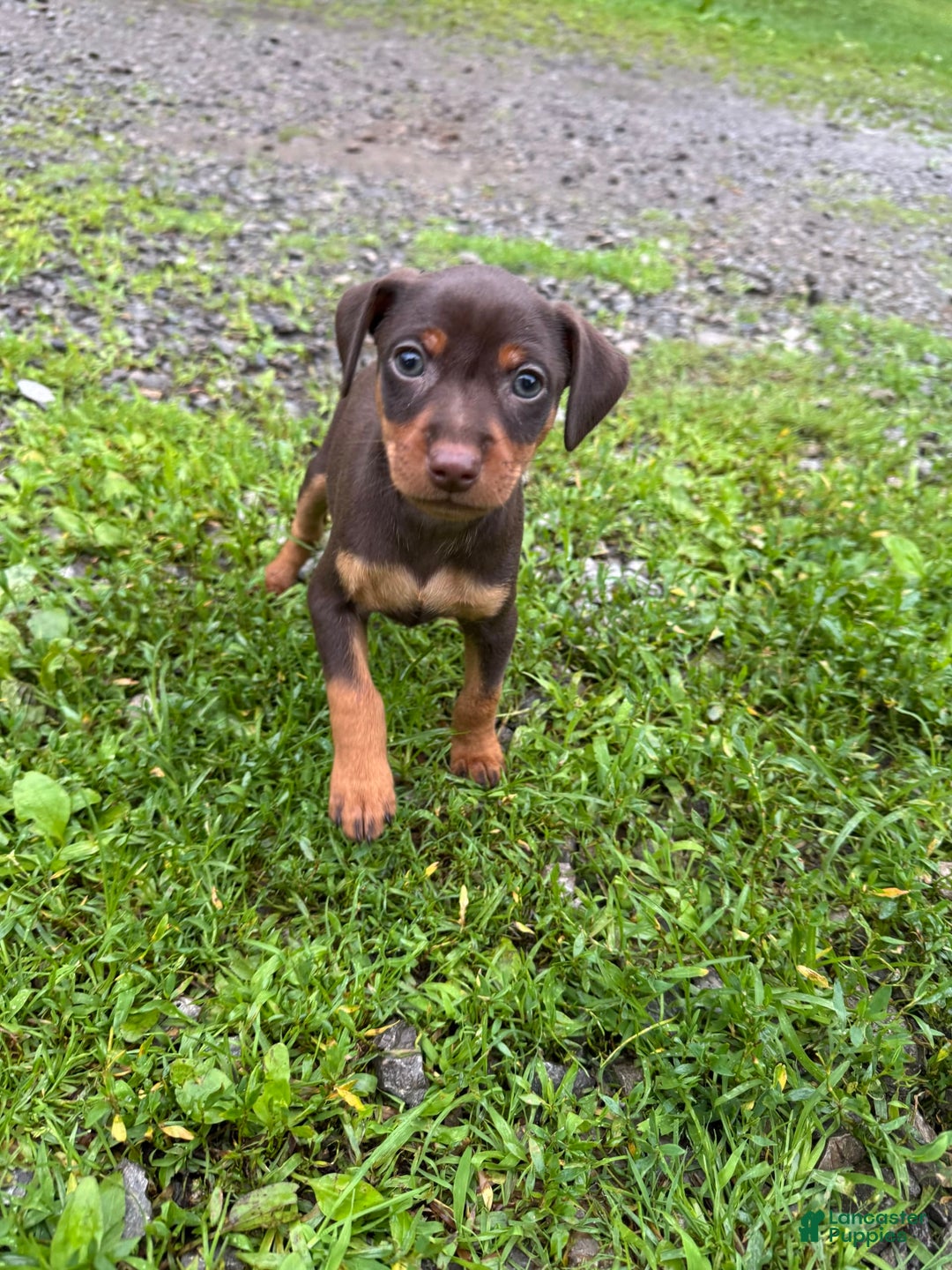 Miniature Pinscher dogs for sale: Rufus - Image 8
