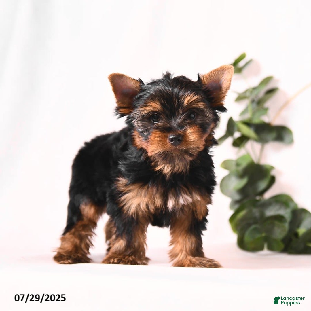 Yorkshire Terrier dogs for sale: Zade - Image 4