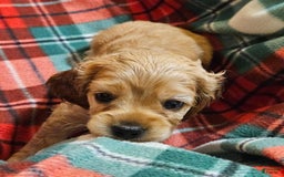 Cocker Spaniel dogs for sale: Grace - Image 1