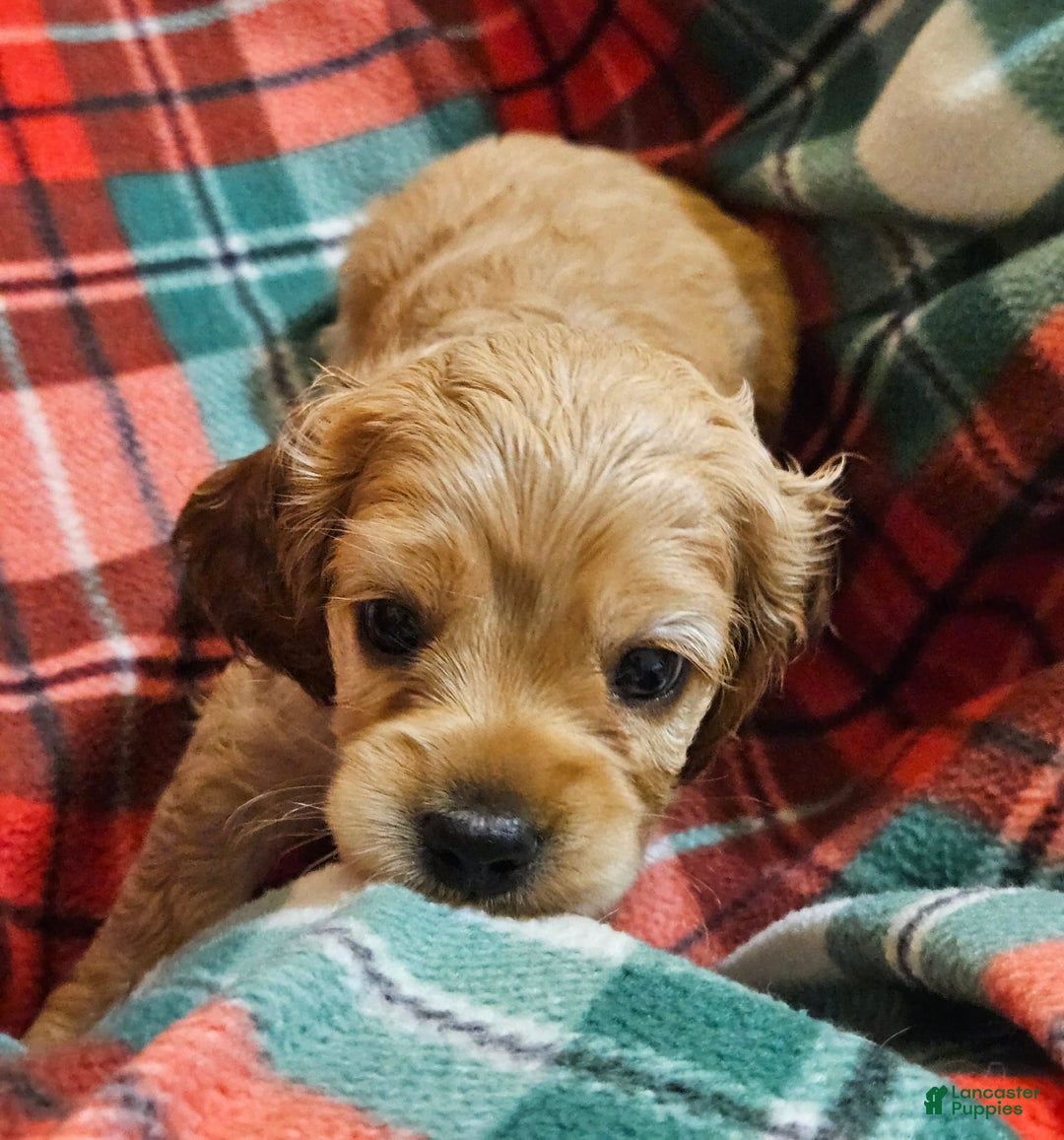 Cocker Spaniel dogs for sale: Grace - Image 1