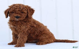 Standard Poodle dogs for sale: Reul - Image 2