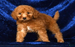 Mini Goldendoodle dogs for sale: Dolly - Image 4