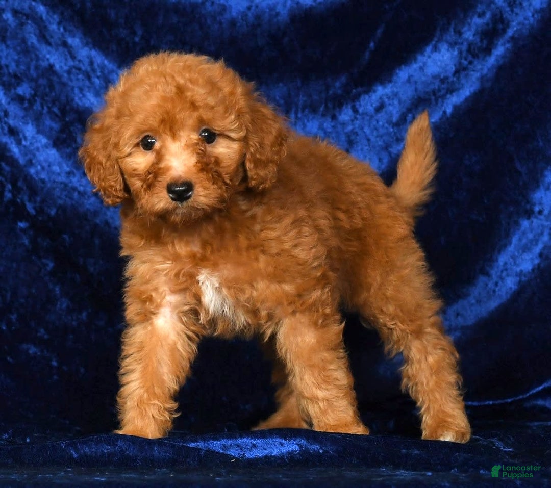 Mini Goldendoodle dogs for sale: Dolly - Image 4
