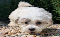 Teddy Bear dogs for sale: Teddy Bear 5 puppies - Image 6