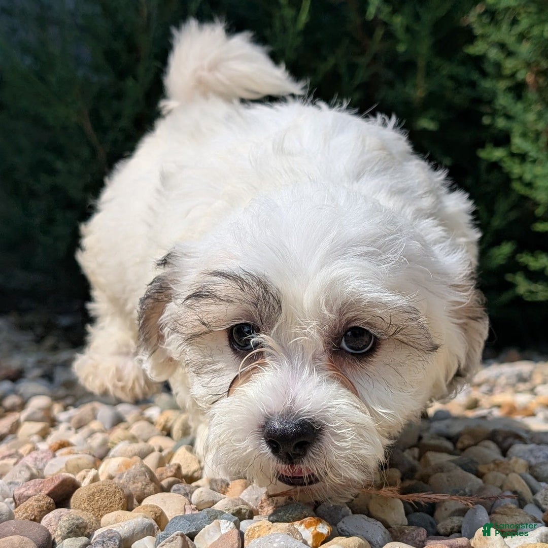Teddy Bear dogs for sale: Teddy Bear 5 puppies - Image 6