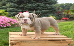 English Bulldog dogs for sale: English Bulldog 4 puppies - Image 17