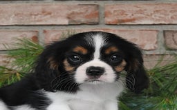 Cavalier King Charles Spaniel dogs for sale: Dasher - Image 7
