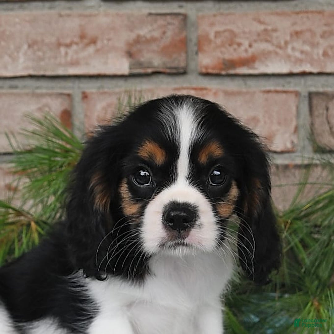 Cavalier King Charles Spaniel dogs for sale: Dasher - Image 7