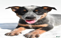 Australian Cattle Dog dogs for sale: Amber - Image 1