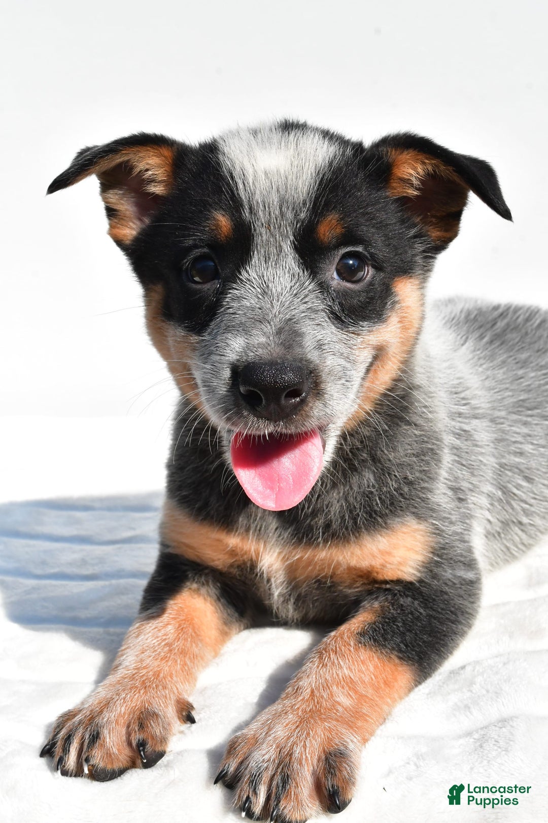 Australian Cattle Dog dogs for sale: Amber - Image 1