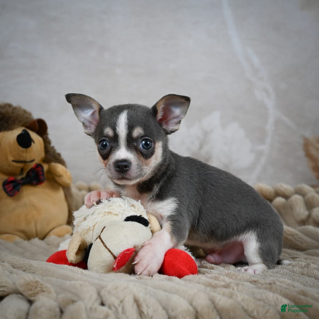 Chihuahua dogs for sale: Simon - Image 3