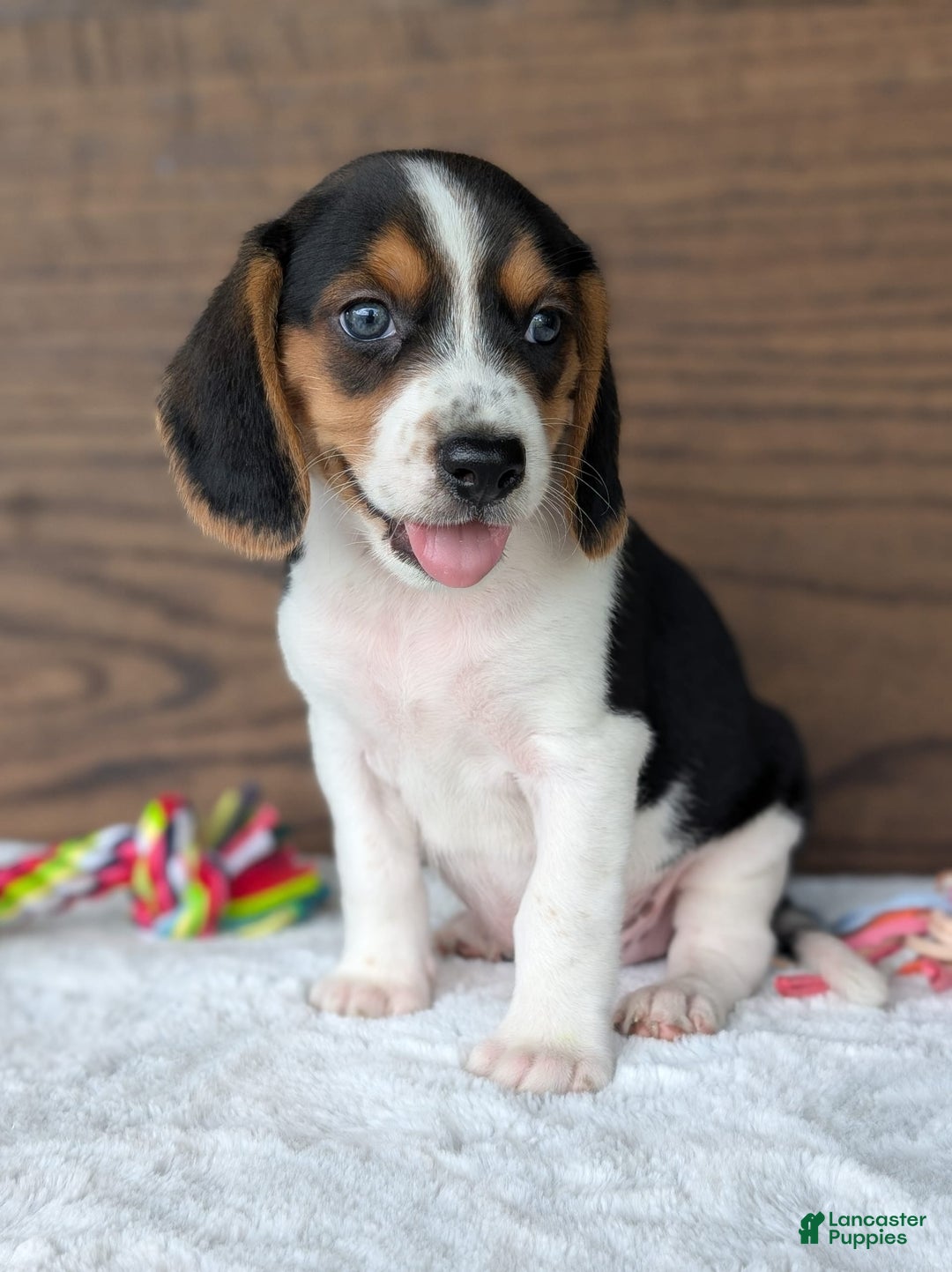 Beagle dogs for sale: Toby - Image 6