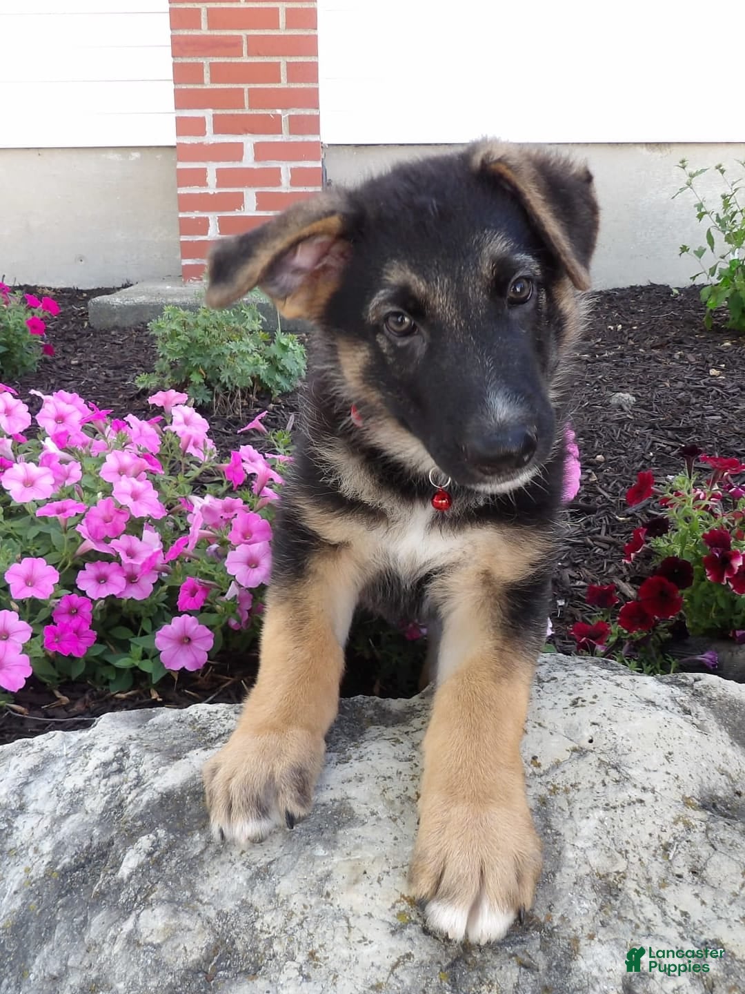 German Shepherd dogs for sale: Zack - Image 3