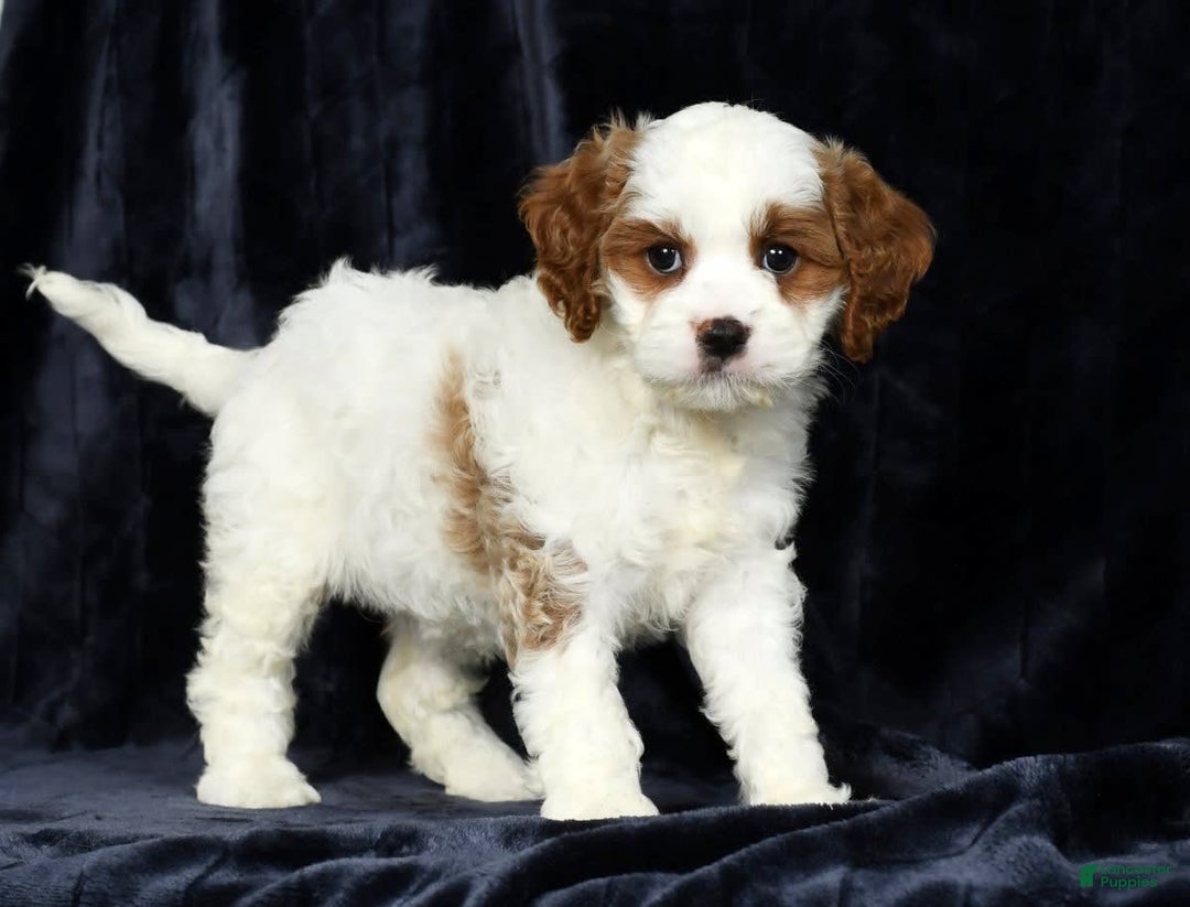 Cavapoo dogs for sale: Trina - Image 3