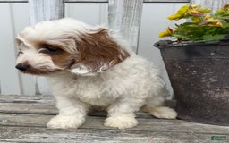 Cavapoo dogs for sale: Patches - Image 6