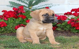 Cane Corso dogs for sale: Danny - Image 2