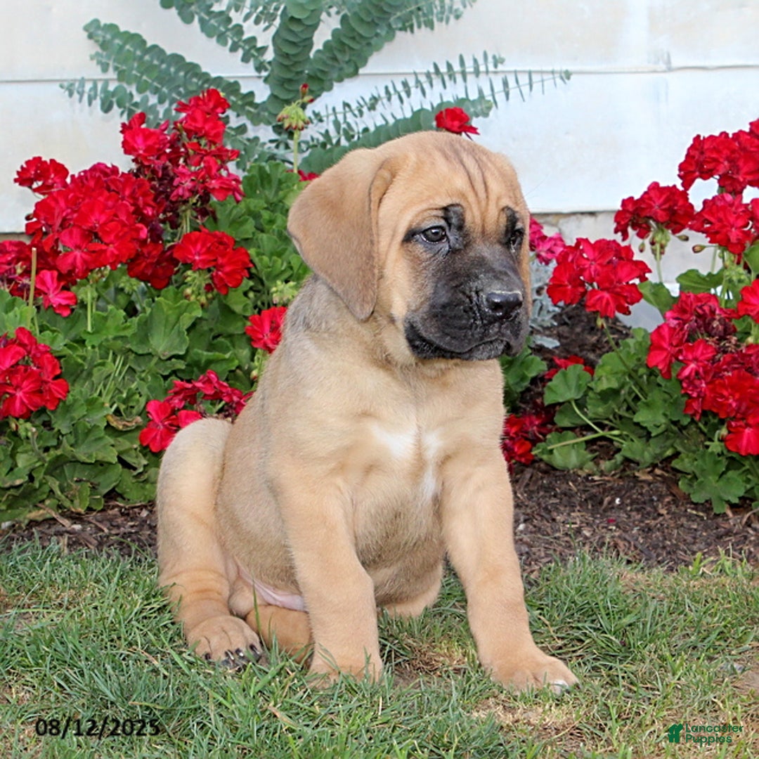 Cane Corso dogs for sale: Danny - Image 2