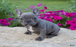 French Bulldog dogs for sale: Max - Image 2