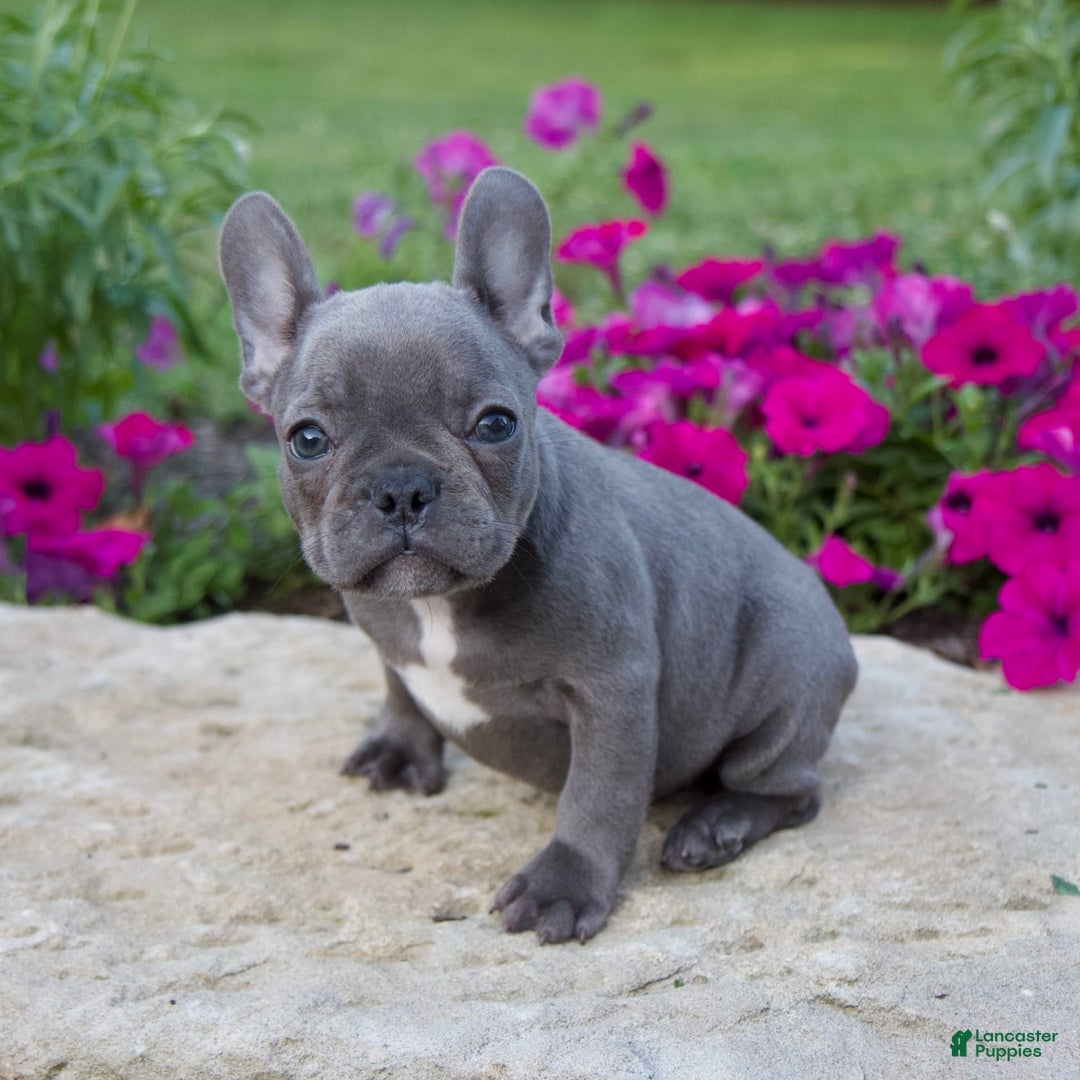 French Bulldog dogs for sale: Max - Image 2