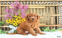 Mini Goldendoodle dogs for sale: Kaiser - Image 3