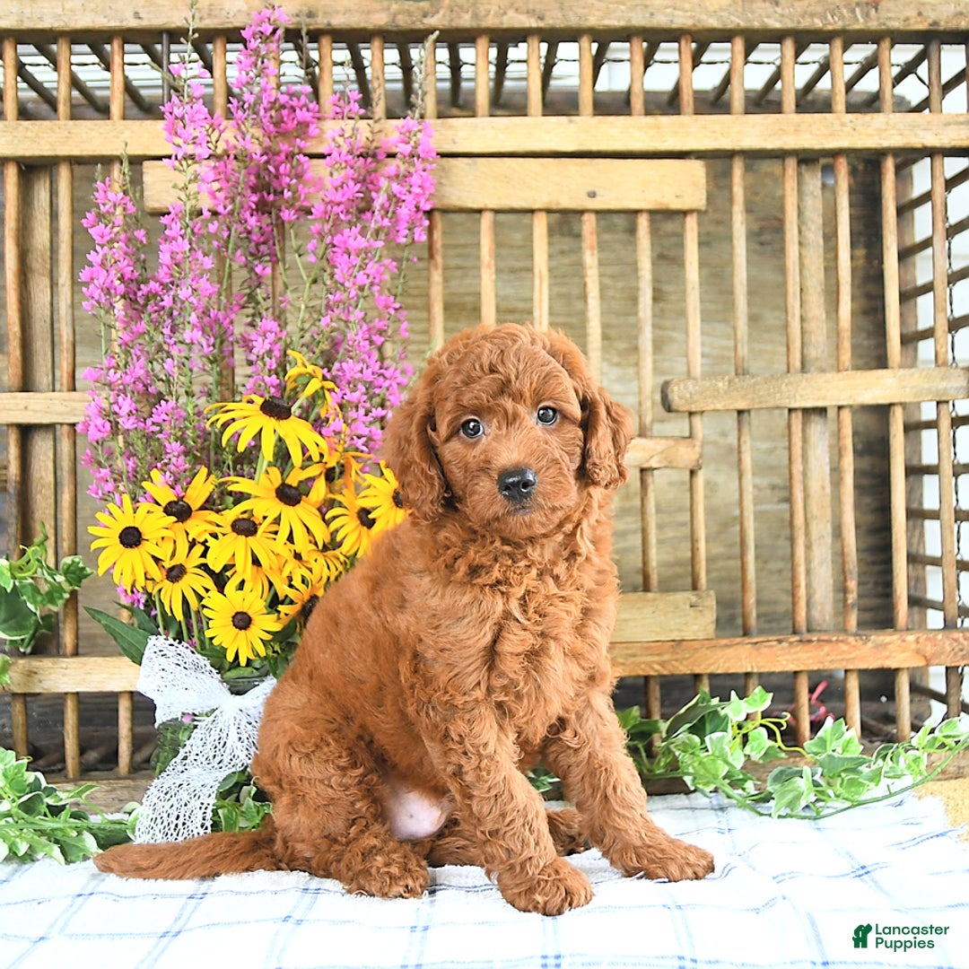 Mini Goldendoodle dogs for sale: Kaiser - Image 3