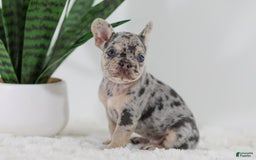 French Bulldog dogs for sale: Garth - Image 6