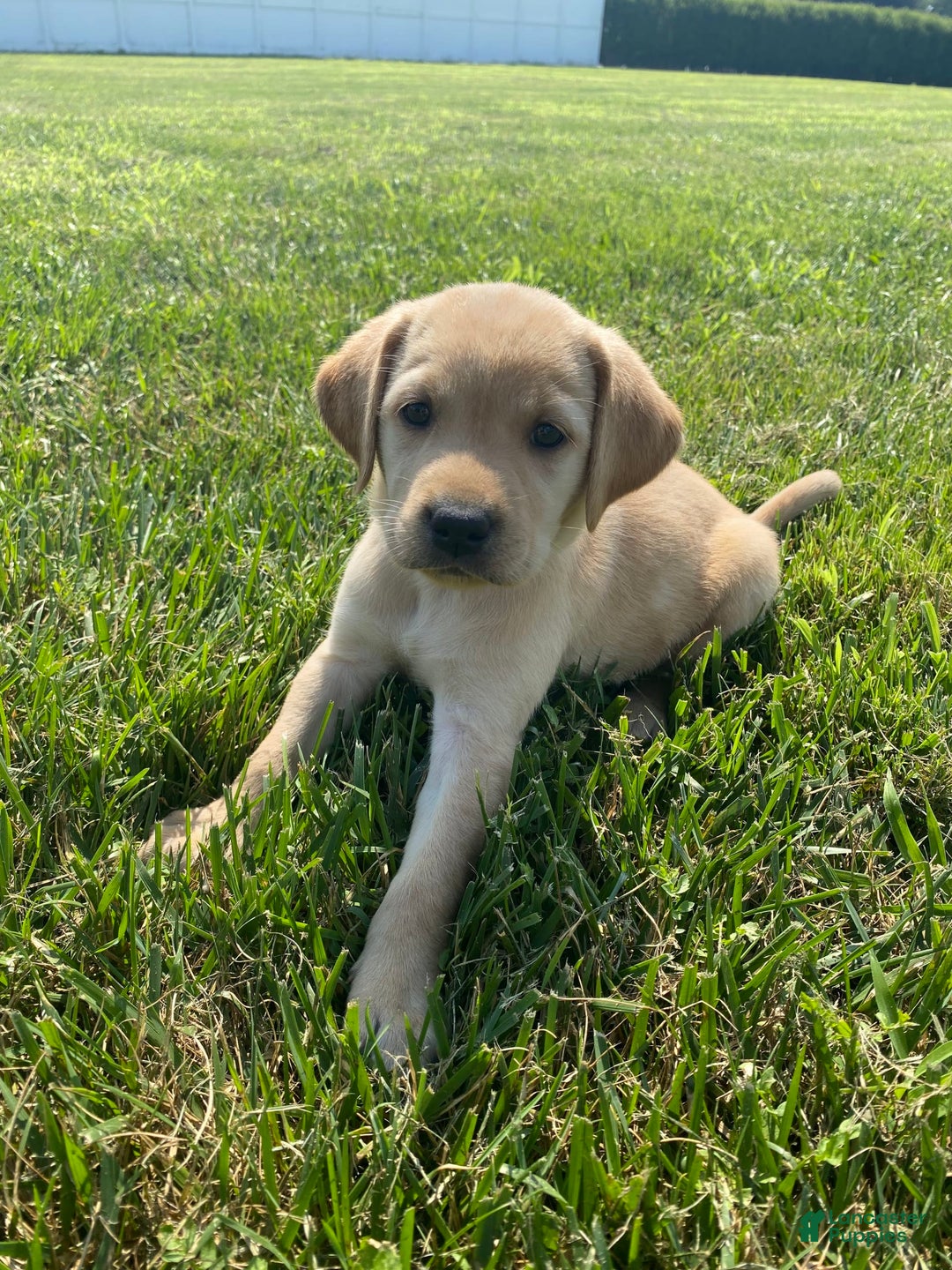 Labrador Retriever dogs for sale: Martha - Image 4