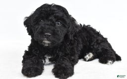 Yorkiepoo dogs for sale: Bingo - Image 8