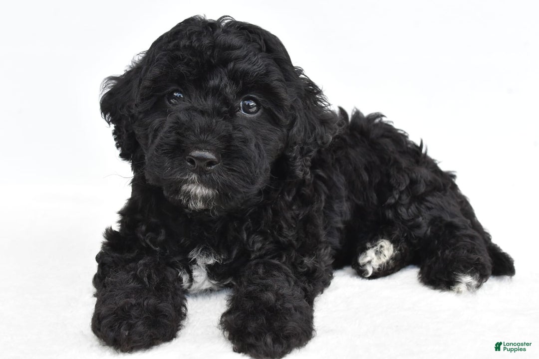 Yorkiepoo dogs for sale: Bingo - Image 8