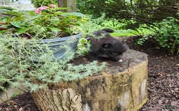 Pomeranian dogs for sale: Pebbles - Image 2