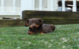 Doberman Pinscher dogs for sale: Dannie - Image 11