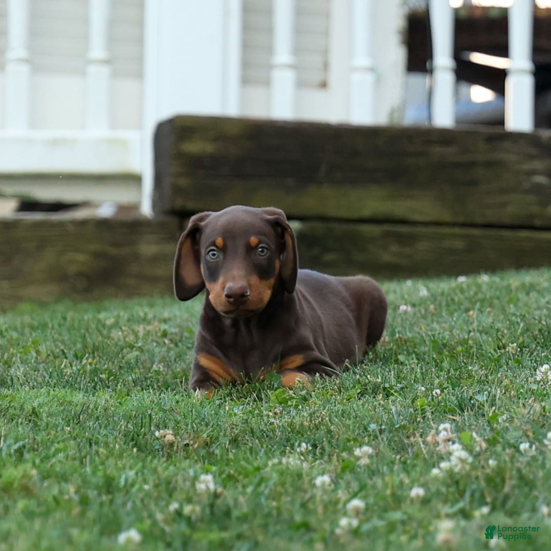 Doberman Pinscher dogs for sale: Dannie - Image 11