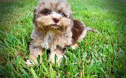 Havapoo dogs for sale: Dixie - Image 3