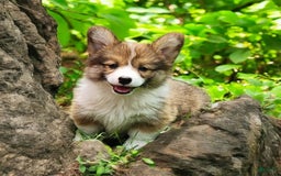Welsh Corgi Pembroke dogs for sale: Trey Fluffy - Image 18