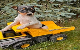 Rat Terrier dogs for sale: Stetson - Image 4