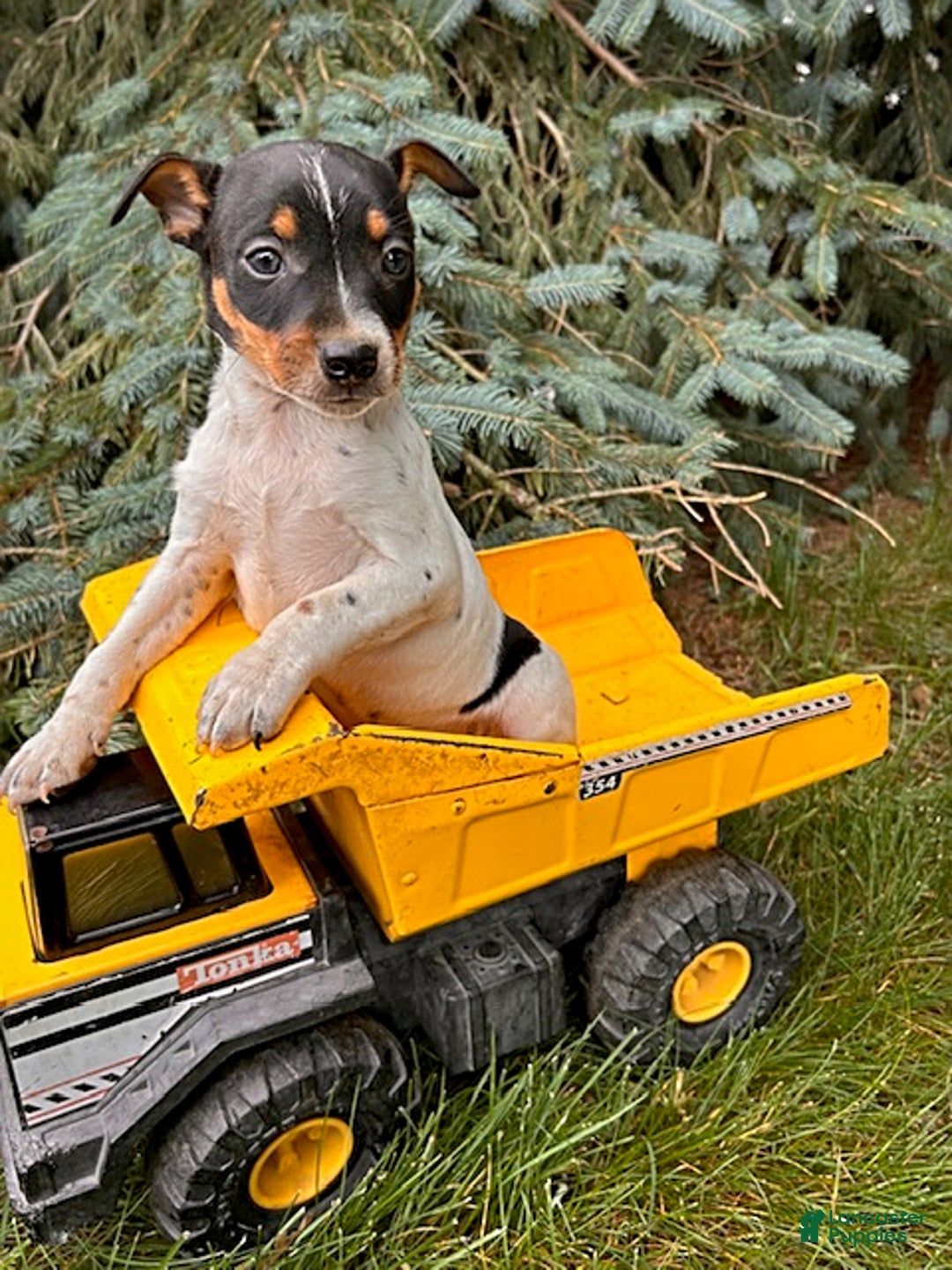 Rat Terrier dogs for sale: Stetson - Image 4
