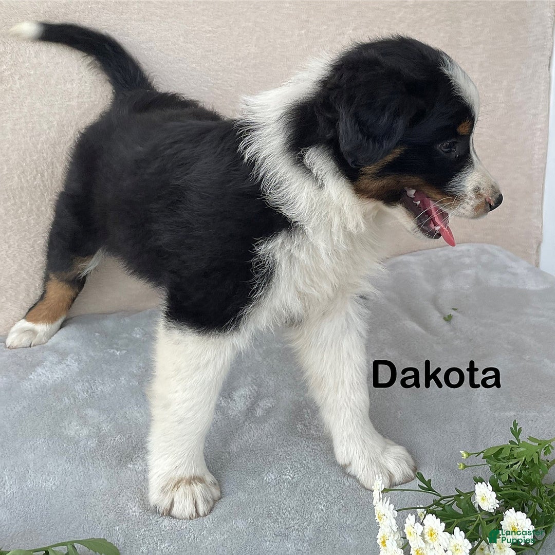 Australian Shepherd dogs for sale: Dakota - Image 3