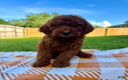 Mini Goldendoodle dogs for sale: Cooper - Image 17