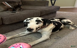 Great Dane dogs for sale: Black Male 5 - Image 3