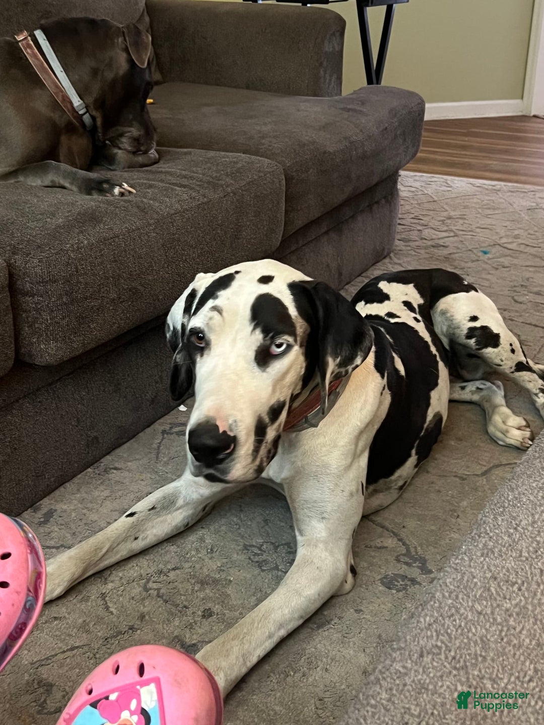 Great Dane dogs for sale: Black Male 5 - Image 3