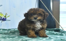 Toy Poodle dogs for sale: Kathy - Image 5