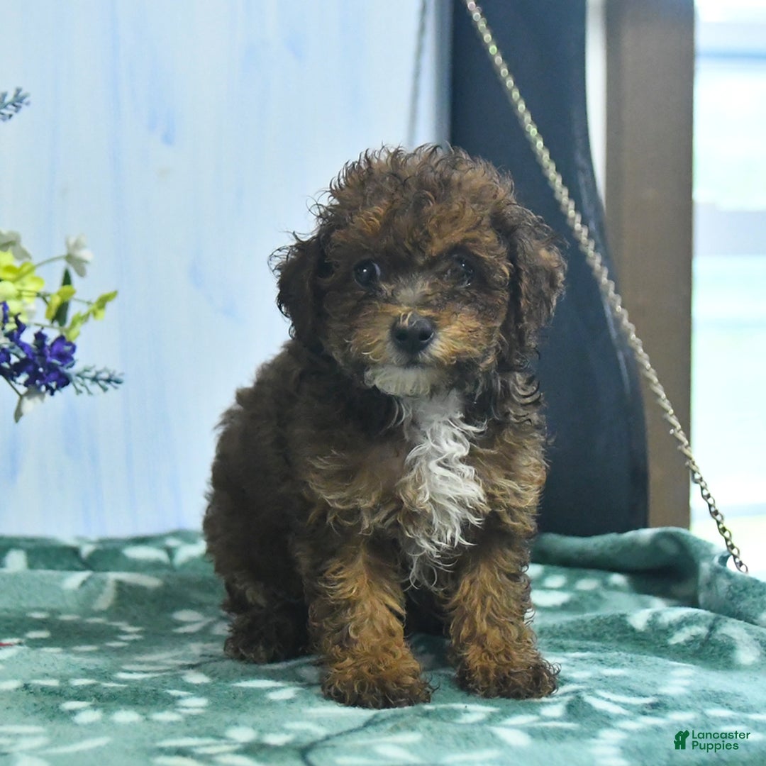 Toy Poodle dogs for sale: Kathy - Image 5
