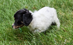Chihuahua dogs for sale: Chihuahua 3 puppies - Image 8