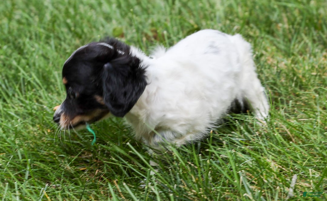 Chihuahua dogs for sale: Chihuahua 3 puppies - Image 8